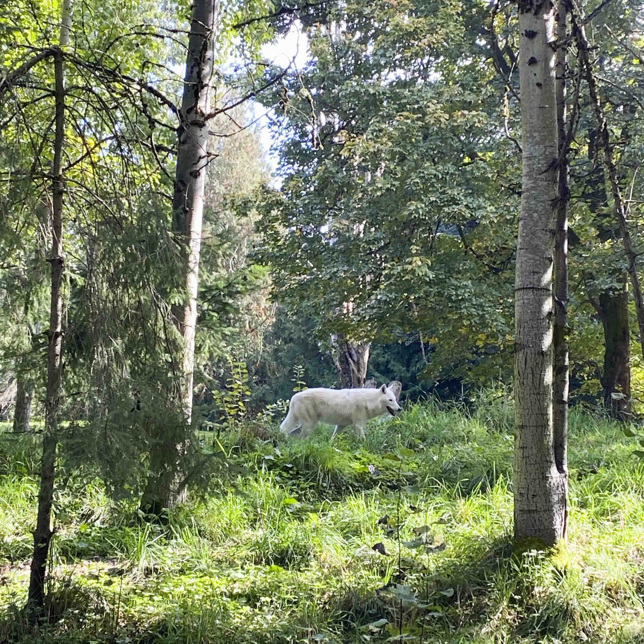 White wolf in the distance surrounded by tall evergreen trees at the zoo.